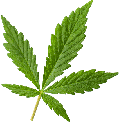 https://www.trilogymedicinal.com/wp-content/uploads/2018/12/marijuana_leaf_extra_large.png